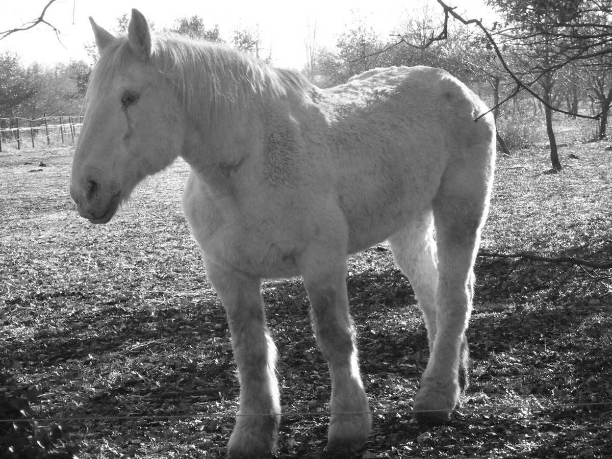 balts zirgs