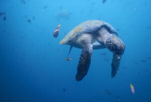 jūras bruņurupuči