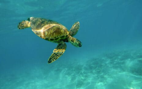 jūras bruņurupucis